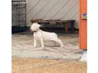 Bull Terrier Puppy for sale in Pompano Beach, FL, USA