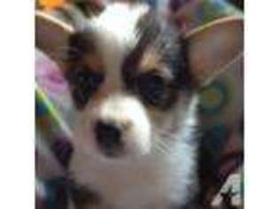 Pembroke Welsh Corgi Puppy for sale in LINDENHURST, NY, USA