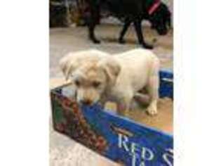 Labrador Retriever Puppy for sale in Sedalia, CO, USA