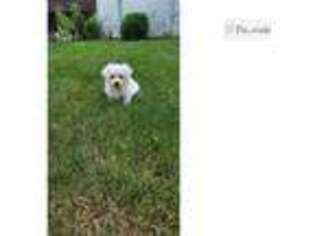 Maltese Puppy for sale in Fort Wayne, IN, USA