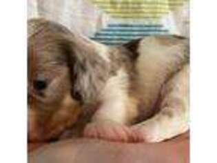 Dachshund Puppy for sale in Rotonda West, FL, USA