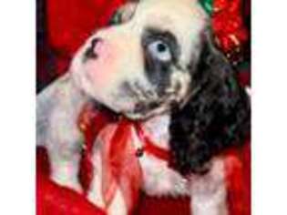 Cocker Spaniel Puppy for sale in Grants Pass, OR, USA
