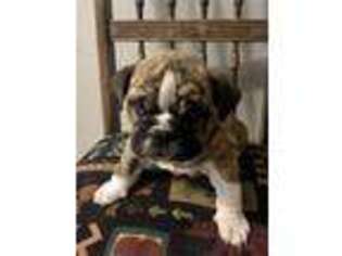 Bulldog Puppy for sale in Westcliffe, CO, USA