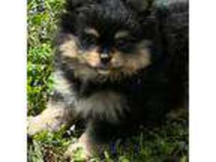 Pomeranian Puppy for sale in Sanford, NC, USA