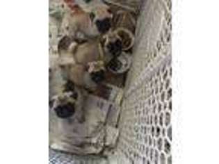 Pug Puppy for sale in Erlanger, KY, USA