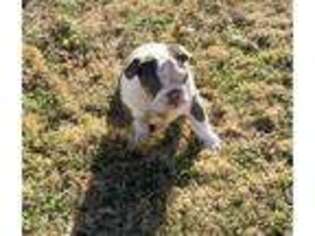 Bulldog Puppy for sale in Tulsa, OK, USA