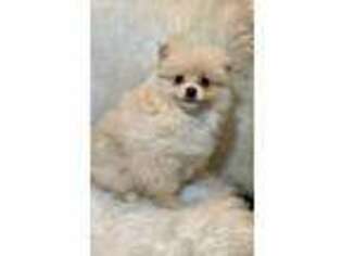 Pomeranian Puppy for sale in Yakima, WA, USA