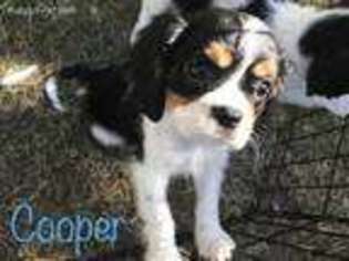 Cavalier King Charles Spaniel Puppy for sale in Sheridan, IN, USA