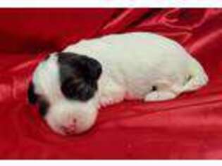 Lowchen Puppy for sale in Enid, OK, USA