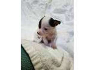 Chihuahua Puppy for sale in Merchantville, NJ, USA
