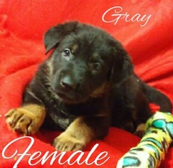 Mutt Puppy for sale in Browerville, MN, USA