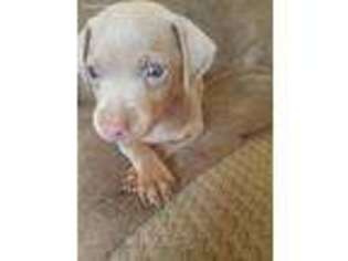 Miniature Pinscher Puppy for sale in East Haven, CT, USA