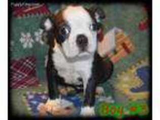 Boston Terrier Puppy for sale in Port Richey, FL, USA