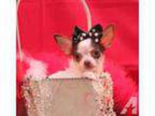 Chihuahua Puppy for sale in LOUISVILLE, MS, USA