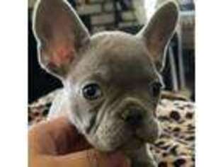 French Bulldog Puppy for sale in Sanger, CA, USA