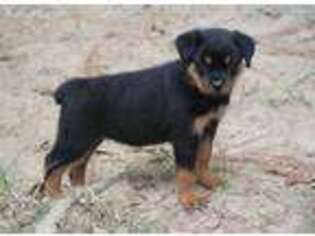 Rottweiler Puppy for sale in Dublin, GA, USA