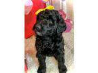 Mutt Puppy for sale in Chesterfield, IL, USA
