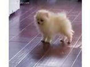 Pomeranian Puppy for sale in Calhoun, GA, USA