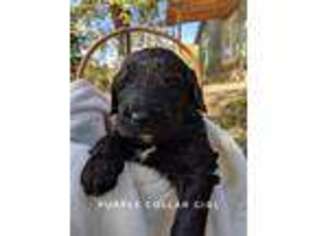 Goldendoodle Puppy for sale in Mount Pleasant, TN, USA