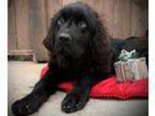 Newfoundland Puppy for sale in Marengo, WI, USA