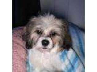 Shiba Inu Puppy for sale in Des Plaines, IL, USA