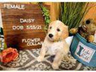 Goldendoodle Puppy for sale in Saint George, UT, USA