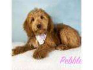 Goldendoodle Puppy for sale in Summerdale, AL, USA