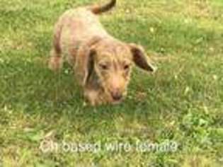 Dachshund Puppy for sale in Middletown, NY, USA