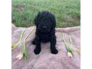 Goldendoodle Puppy for sale in Stillwater, OK, USA