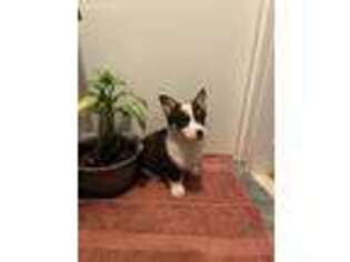 Pembroke Welsh Corgi Puppy for sale in Pocomoke City, MD, USA