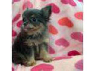 Chihuahua Puppy for sale in Marietta, GA, USA