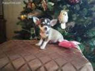 Chihuahua Puppy for sale in Arlington, TX, USA