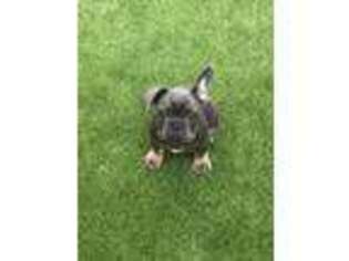 French Bulldog Puppy for sale in Rohnert Park, CA, USA