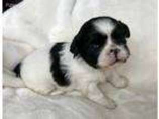 Mal-Shi Puppy for sale in Kellogg, ID, USA