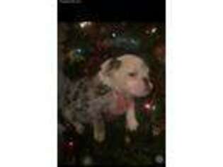 Bulldog Puppy for sale in Foster, OK, USA