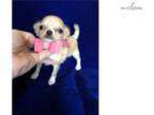 Chihuahua Puppy for sale in Stockton, CA, USA