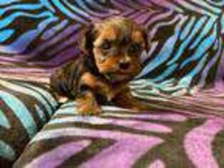 Yorkshire Terrier Puppy for sale in High Springs, FL, USA