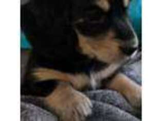 Dachshund Puppy for sale in Puyallup, WA, USA