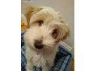 Tibetan Terrier Puppy for sale in Merrimack, NH, USA