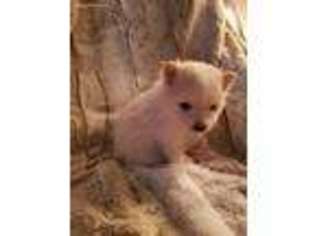 Pomeranian Puppy for sale in Arvada, CO, USA