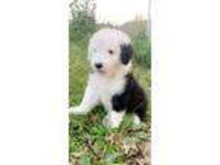 Old English Sheepdog Puppy for sale in Davenport, IA, USA