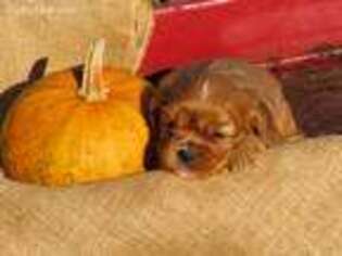 Cavalier King Charles Spaniel Puppy for sale in Wirtz, VA, USA