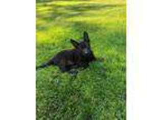German Shepherd Dog Puppy for sale in Trumbull, CT, USA