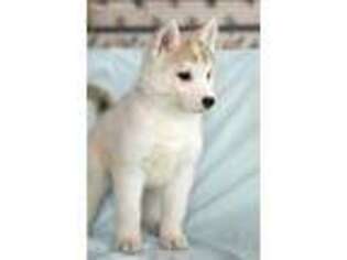 Siberian Husky Puppy for sale in Little Falls, MN, USA