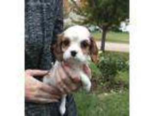 Cavalier King Charles Spaniel Puppy for sale in Huntley, IL, USA