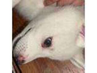 Siberian Husky Puppy for sale in East Orange, NJ, USA