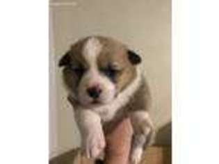 Pembroke Welsh Corgi Puppy for sale in Grapeland, TX, USA