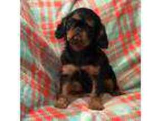English Toy Spaniel Puppy for sale in Belton, SC, USA