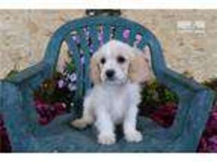 Cavachon Puppy for sale in Indianapolis, IN, USA