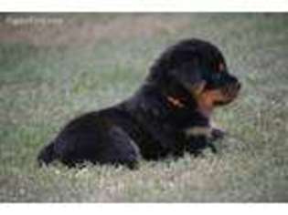 Rottweiler Puppy for sale in Pelham, AL, USA